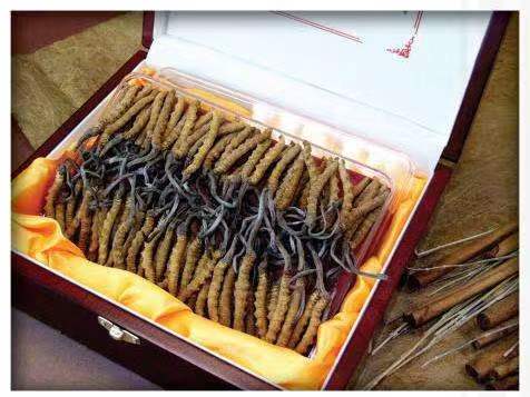 株洲冬虫夏草回收